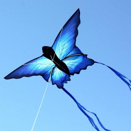 Ulysses Butterfly